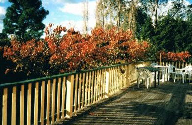 Heronswood House - Tourism Brisbane 5