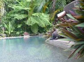 Daintree Rainforest Retreat Motel - Tourism Brisbane 5