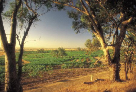 BIG 4 Barossa Tourist Park - Tourism Brisbane 5