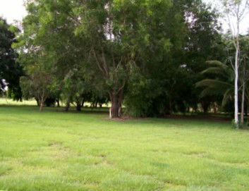 Daly River Mango Farm - Brisbane Tourism 1