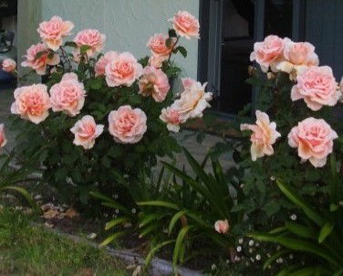 Lot 7 Cottage - Brisbane 4u 5