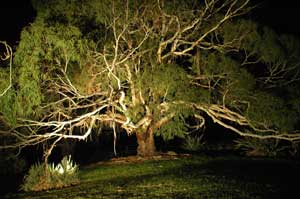 Adelaide Hills Country Cottages - The Nest - Brisbane 4u 4