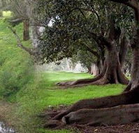 Rivergum Cottage - Brisbane 4u