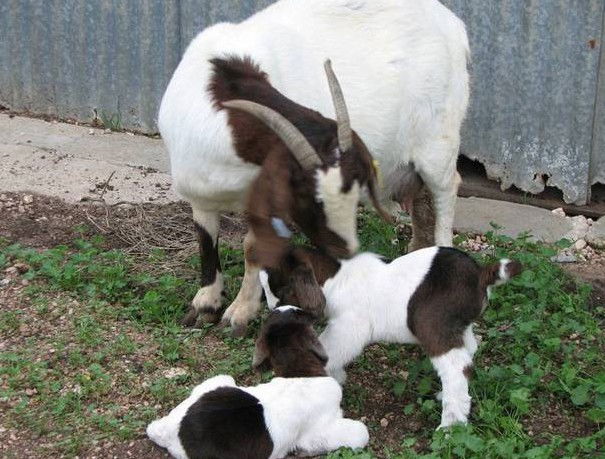 Weetulta SA Tourism Brisbane