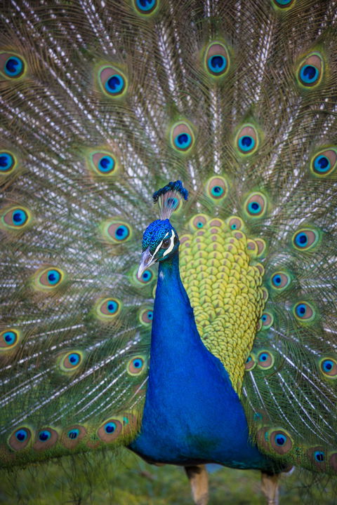 Willunga Peacock Farm Bed And Breakfast - Tourism Brisbane 0