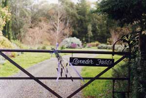 Adelaide Hills Country Cottages - Lavender Fields - Brisbane 4u 3