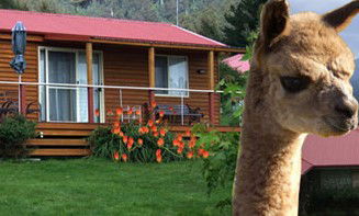 Maydena Country Cabins Accommodation & Alpaca Stud - Tourism Brisbane 1