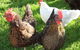 Pinners Bed And Breakfast - thumb 1