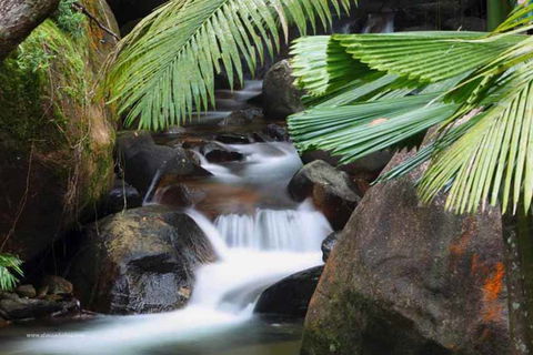 Daintree Secrets (Award Winning Retreat) - Brisbane 4u 1