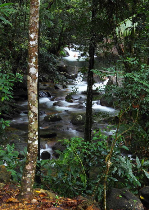 Daintree Secrets (Award Winning Retreat) - Brisbane 4u 2