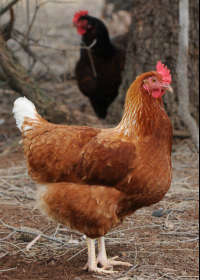 Avonmore Estate Biodynamic Winery - Brisbane 4u 0