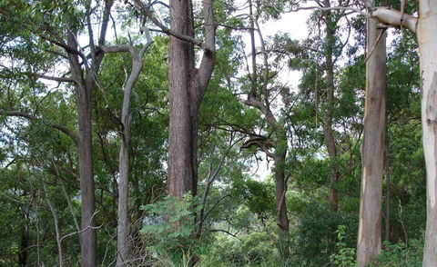 Bamboo Retreat - Brisbane 4u 1