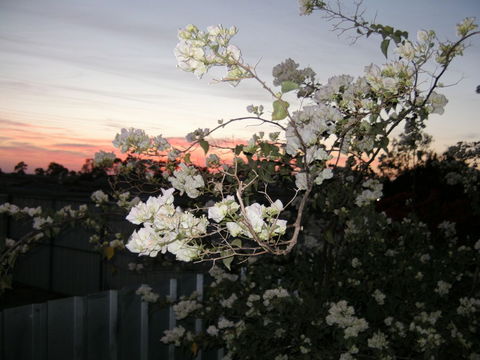 Sonjas Bed And Breakfast - Tourism Brisbane 2