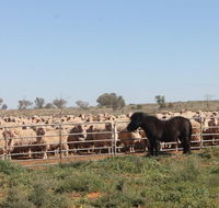 Pimpara Lake StationStay - Tourism Brisbane