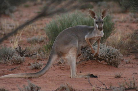Pimpara Lake StationStay - Tourism Brisbane 1