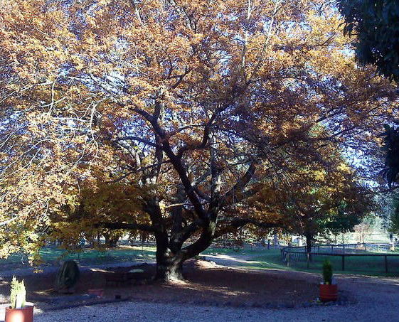 Lankeys Creek NSW Tourism Brisbane
