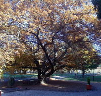 Hillview Oak Bed and Breakfast - Tourism Brisbane