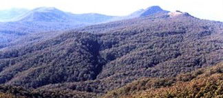 Callicoma Hill Eco-Cabins - Brisbane 4u 0