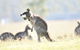 Blackwattle Luxury Retreats - thumb 12