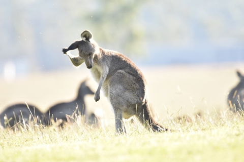 Blackwattle Luxury Retreats - Brisbane Tourism 12