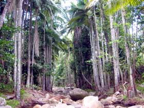 Finch Hatton Gorge Cabins - Tourism Brisbane 2