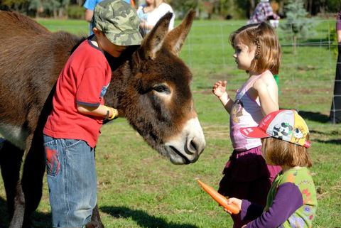 Diamond Forest Farm Stay - Brisbane Tourism 3