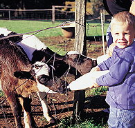 Pemberton Farm Chalets - Tourism Brisbane