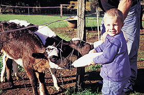 Pemberton Farm Chalets - Tourism Brisbane 0