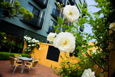 The Old Woolstore Apartment Hotel - Tourism Brisbane 5