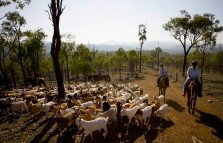 Kroombit Park At Lochenbar Station - Tourism Brisbane 1