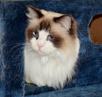 Crufts K9 Lodge amp Cat Hotel - Tourism Brisbane