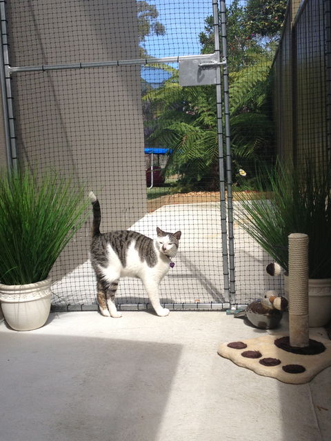 Caringbah Cat Hotel - Tourism Brisbane 0
