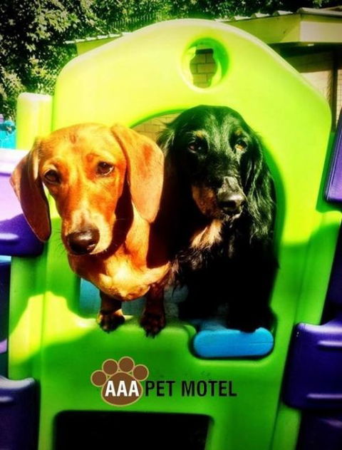 AAA Pet Motel - Brisbane 4u 0
