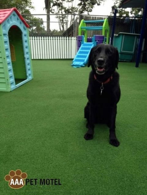 AAA Pet Motel - Brisbane 4u 1