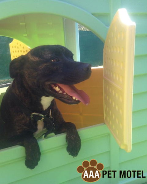AAA Pet Motel - Brisbane 4u 4