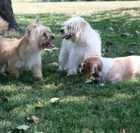 Durack Pet Motel - Tourism Brisbane