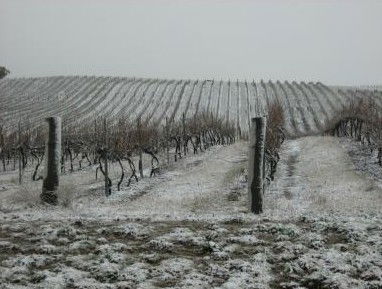 Turners Vineyard - Brisbane 4u 3