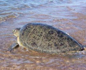 Mackerel Islands - Tourism Brisbane 0