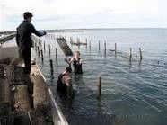 Cowell Foreshore Caravan Park & Holiday Units - Tourism Brisbane 2