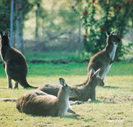 Tangkuinya - Tourism Brisbane