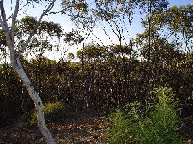 Glen Alvie ACT Tourism Brisbane
