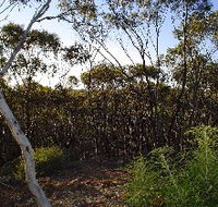 Lions Dryandra Woodlands Village - Tourism Brisbane