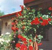 Rose Cottage Bed And Breakfast - Tourism Brisbane
