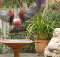 Wattle Court  Retreat - Brisbane Tourism