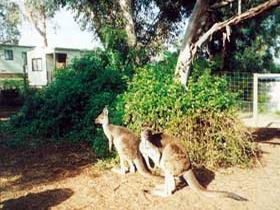 Avoca Dell Caravan Park - Tourism Brisbane 0