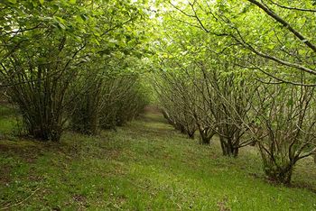Hill 'N' Dale Farm Cottages - Brisbane 4u 15