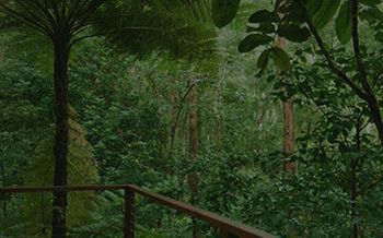 Kondalilla Eco Resort - Tourism Brisbane 7