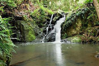 Kondalilla Eco Resort - Tourism Brisbane 63