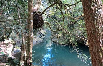 Barrington Wilderness Cedar Lodge Accommodation - Tourism Brisbane 8