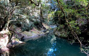 Barrington Wilderness Cedar Lodge Accommodation - Tourism Brisbane 11